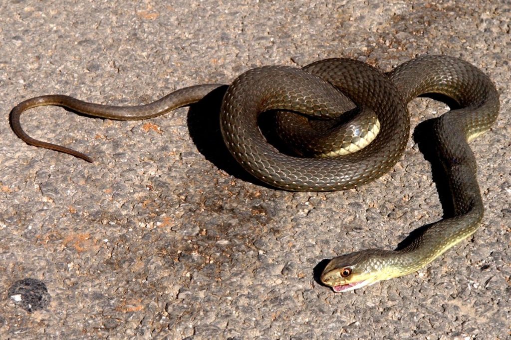 Τα φίδια είναι παντού: Γέμισαν σπίτια, αυτοκίνητα και παραλίες – Τρομοκρατημένοι οι κάτοικοι σε πολλές περιοχές (φωτο)