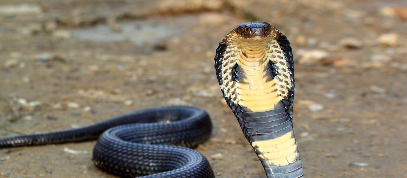 Ινδία: Άνδρας δολοφόνησε τη σύζυγό του… με κόμπρα – Είχε προσπαθήσει και με οχιά (φωτο)