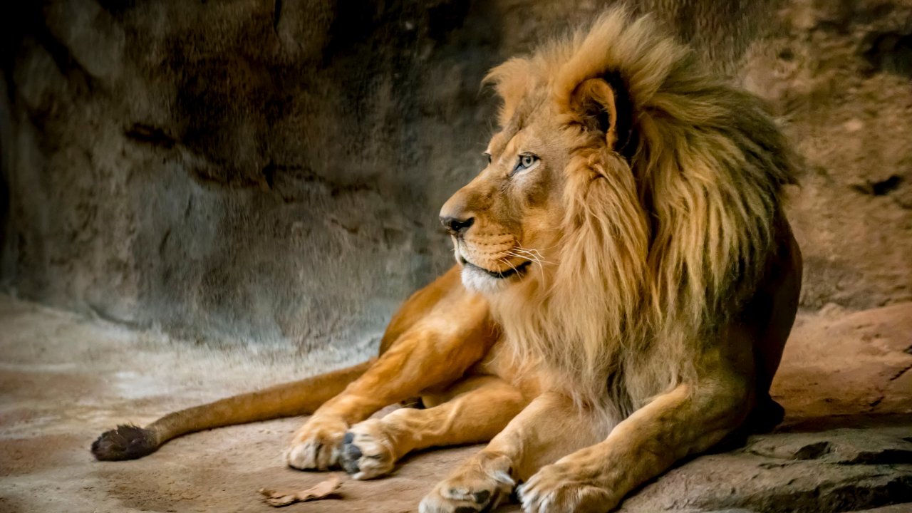 Λέαινα άρχισε… στα χαστούκια λιοντάρι: Του είπε «όχι» στις ερωτικές του διαθέσεις (βίντεο)