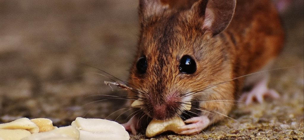 Θεσσαλονίκη: Η απαγόρευση κυκλοφορίας έβγαλε τα ποντίκια στους δρόμους