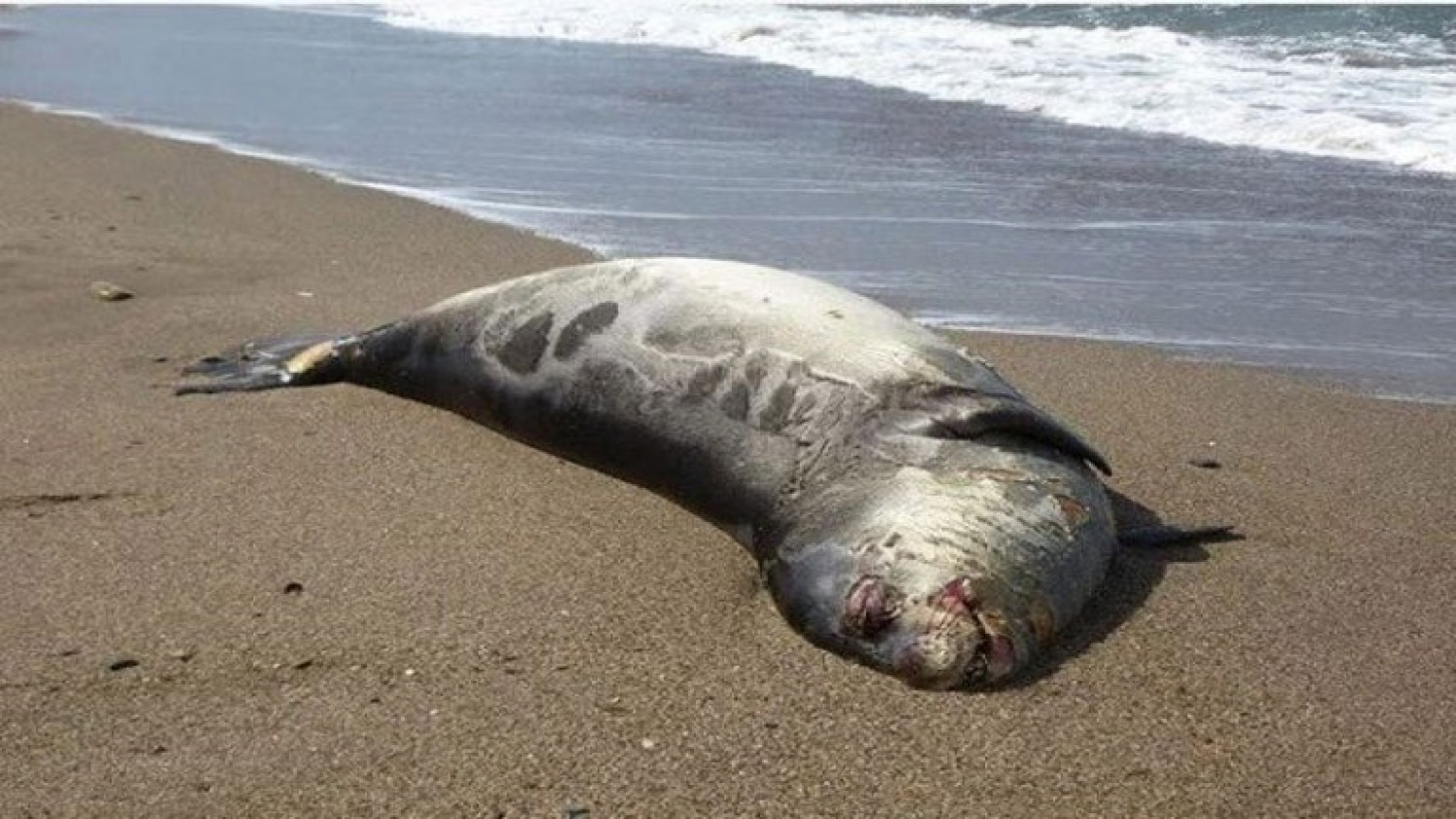Φρίκη στα Δωδεκάνησα: Ξεβράζονται σφαγμένες φώκιες και δελφίνια στις ακτές