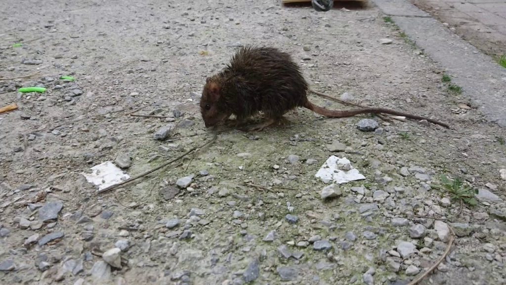 Γιατί ο κορωνοϊός «τρελαίνει» τους αρουραίους; – Πιο επιθετικοί απέναντι στον άνθρωπο μετά την πανδημία