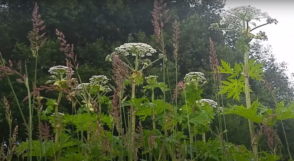 Προσοχή: Το επικίνδυνο φυτό που αναπτύχθηκε εν μέσω καραντίνας – Δείτε τι έπαθαν όσοι το άγγιξαν (φώτο)