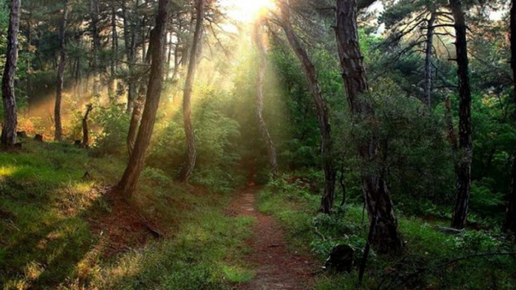 Η κλιματική αλλαγή «μεταμορφώνει» τα δάση του πλανήτη – Γίνονται ολοένα πιο κοντά και μικρά