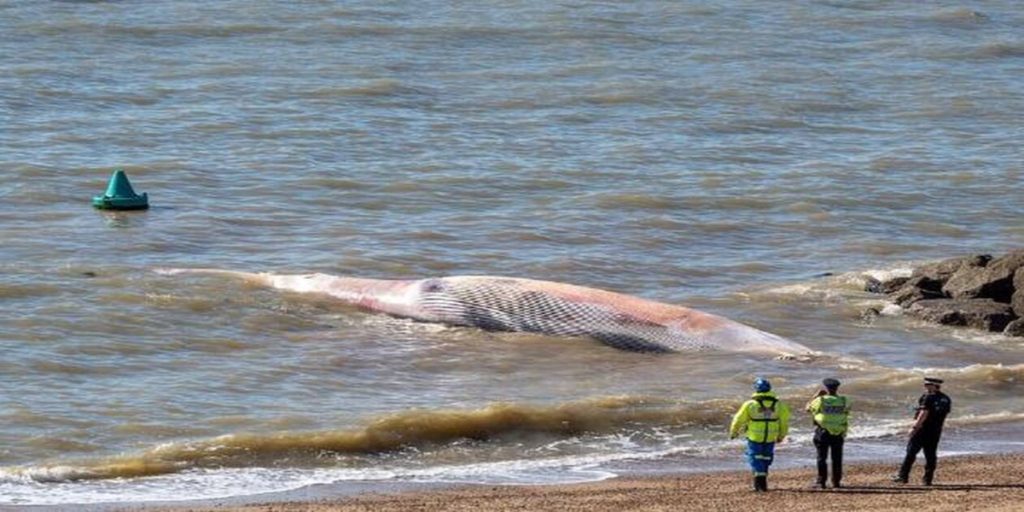 Μεγάλη Βρετανία: Η Θάλασσα ξέβρασε φάλαινα… 12 μέτρων (φώτο)