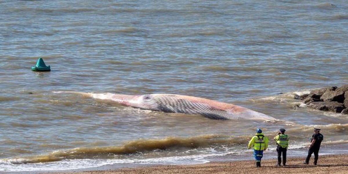 Μεγάλη Βρετανία: Η Θάλασσα ξέβρασε φάλαινα… 12 μέτρων (φώτο)