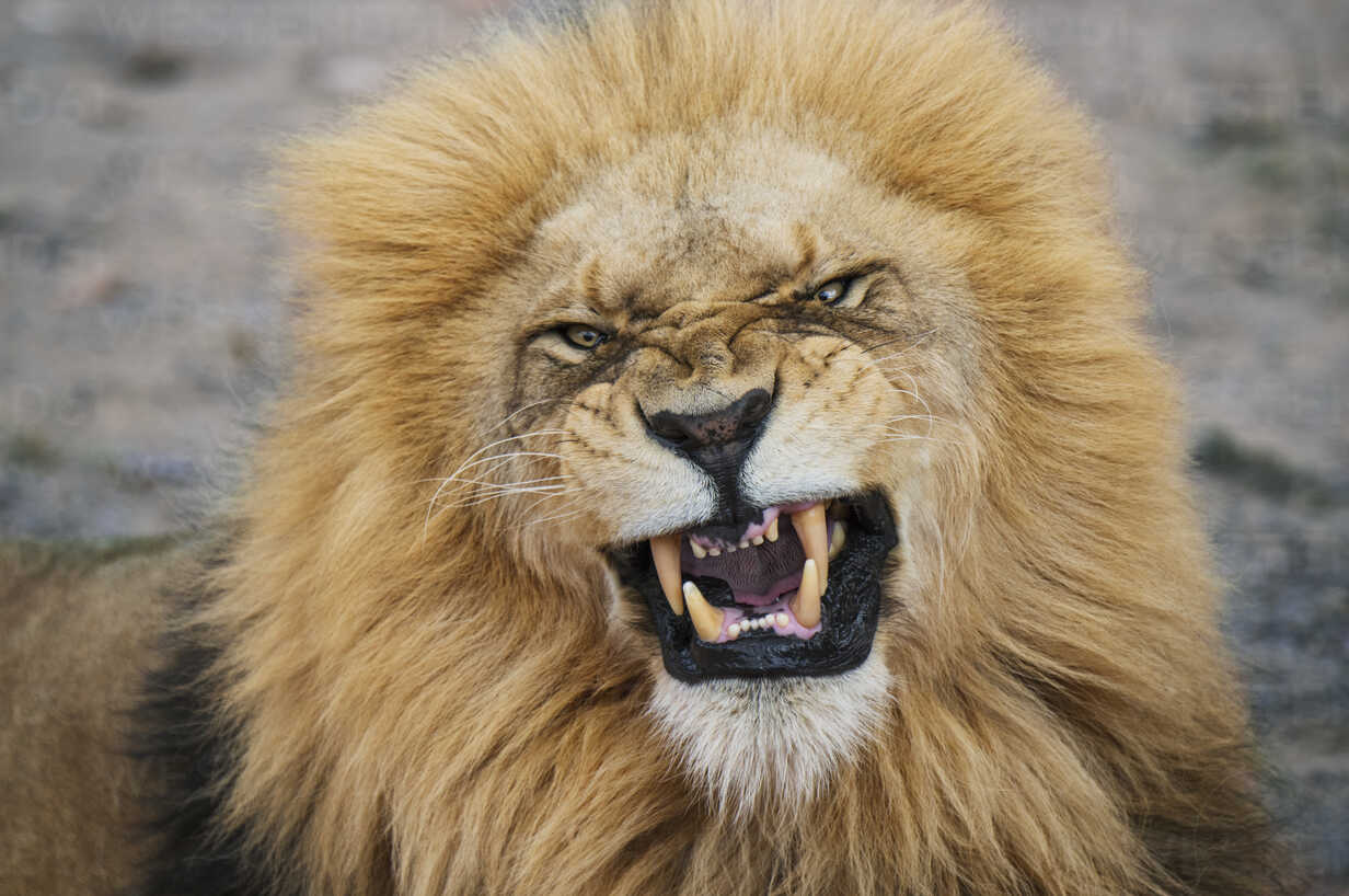 Τρόμος στην Αυστραλία: Άγρια επίθεση λιονταριού σε φύλακα  – Νοσηλεύεται σε κρίσιμη κατάσταση (φώτο)