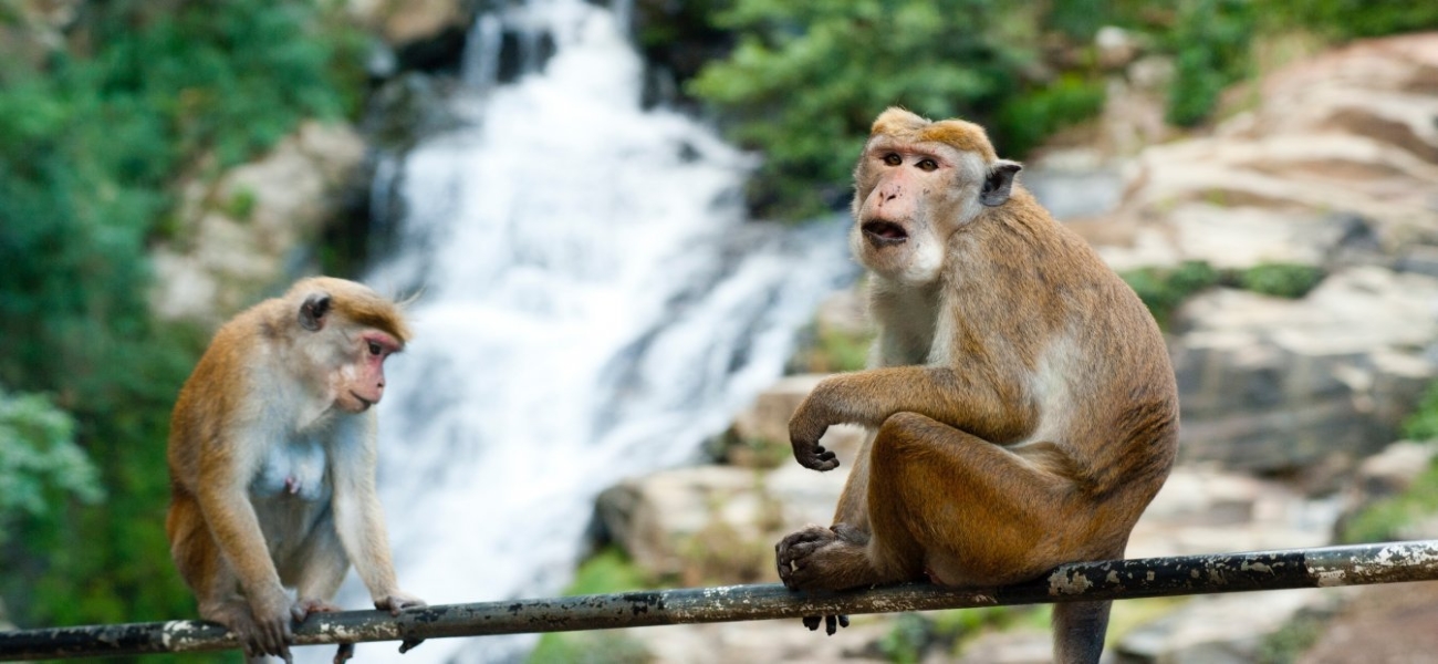 Απίστευτα πράγματα στην Ινδία: Πίθηκοι έκλεψαν δείγματα αίματος ασθενών με κορωνοϊό