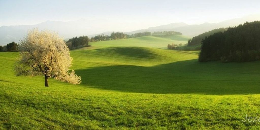 Ένα δέντρο – Τέσσερις εποχές: Η πανέμορφη σειρά φωτογραφιών