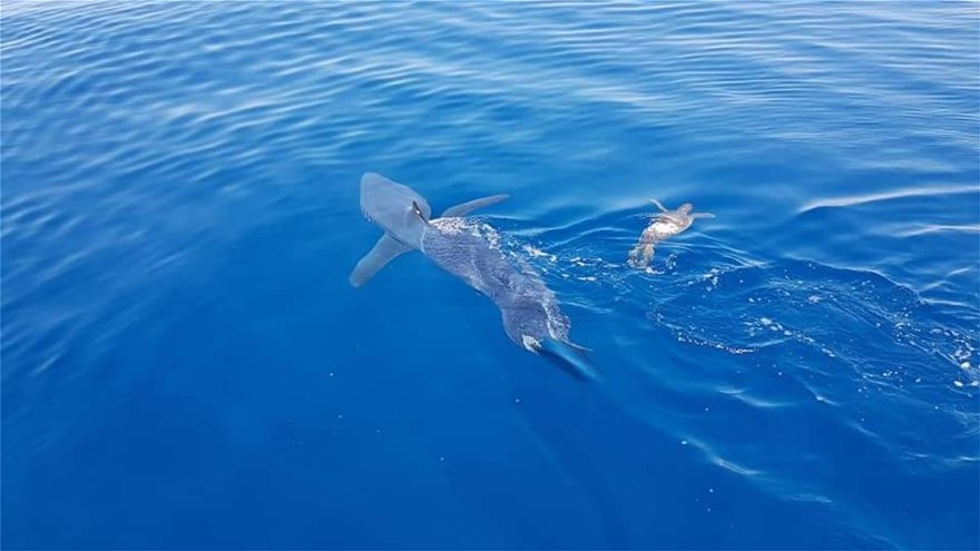 Η στιγμή που καρχαρίας επιτίθεται σε χελώνα στη θάλασσα της Λεμεσού (βίντεο)