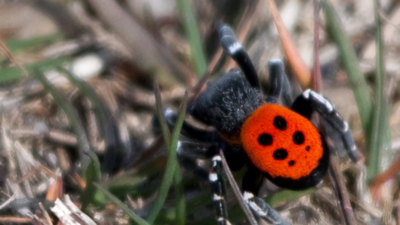Από τη Βρετανία… στη Λάρισα: Εντοπίστηκε το πιο σπάνιο είδος πασχαλίτσας – αράχνης (φώτο)