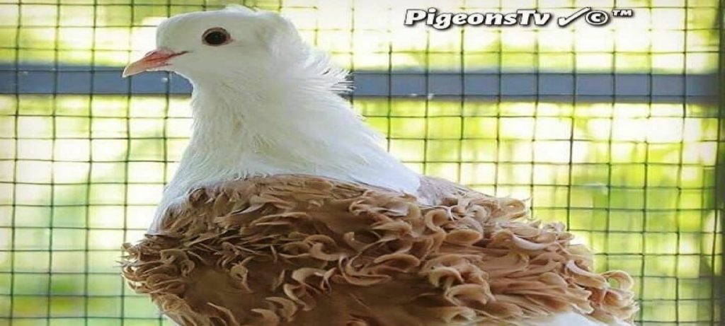 Στην… πένα: Τα αθηναϊκά περιστέρια με το «fabulous» κούρεμα (βίντεο)