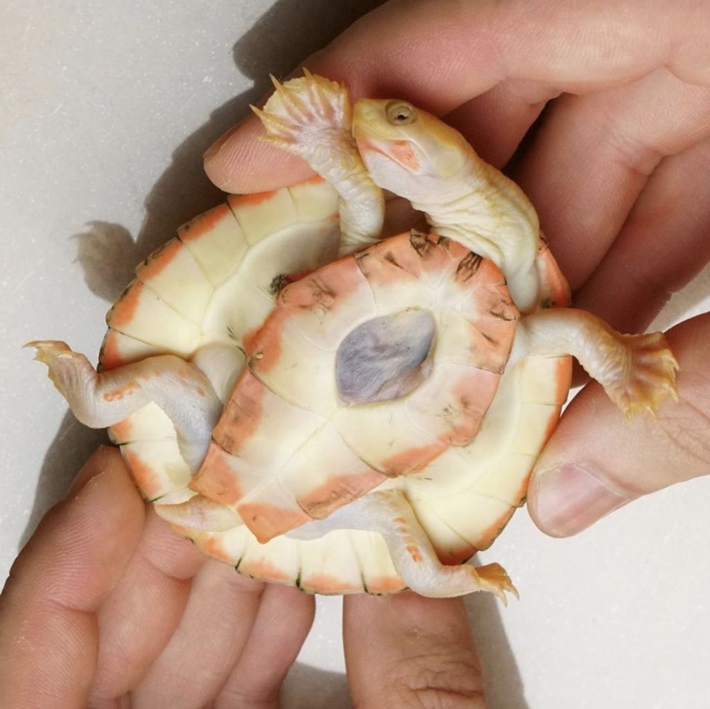 Τέτοιο ζώο… δεν έχετε ξανά δει: Αυτές είναι οι χελώνες αλμπίνοι! (βίντεο)