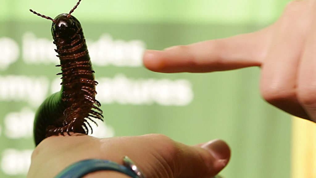 Ανακαλύφθηκε το αρχαιότερο ζωύφιο στον κόσμο – Είναι 425 εκατ. ετών