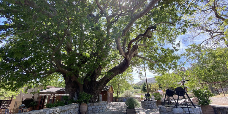 Χίος: Ο υπεραιωνόβιος πλάτανος στη ρεματιά του Πιτυούς με περίμετρο κορμού 9 μέτρα (φώτο-βίντεο)