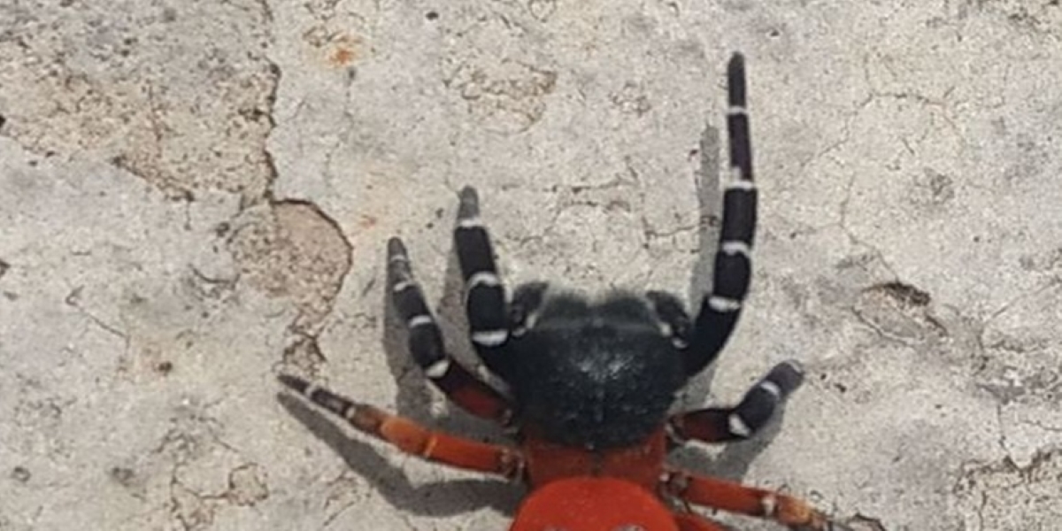 Λαμία: Εμφανίστηκε μυστηριώδης αράχνη – πασχαλίτσα (φώτο)