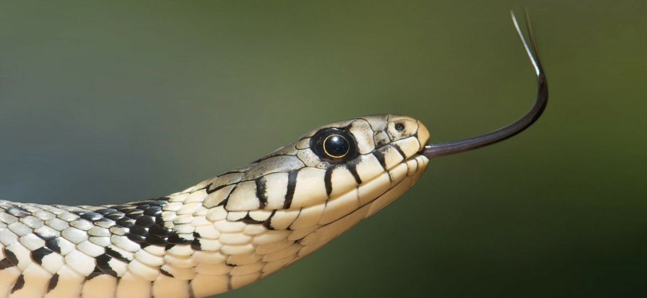 Τελικά τι πραγματικά γνωρίζουμε για τα φίδια; –  Πως πρέπει να προστατευτούμε ενόψει καλοκαιριού