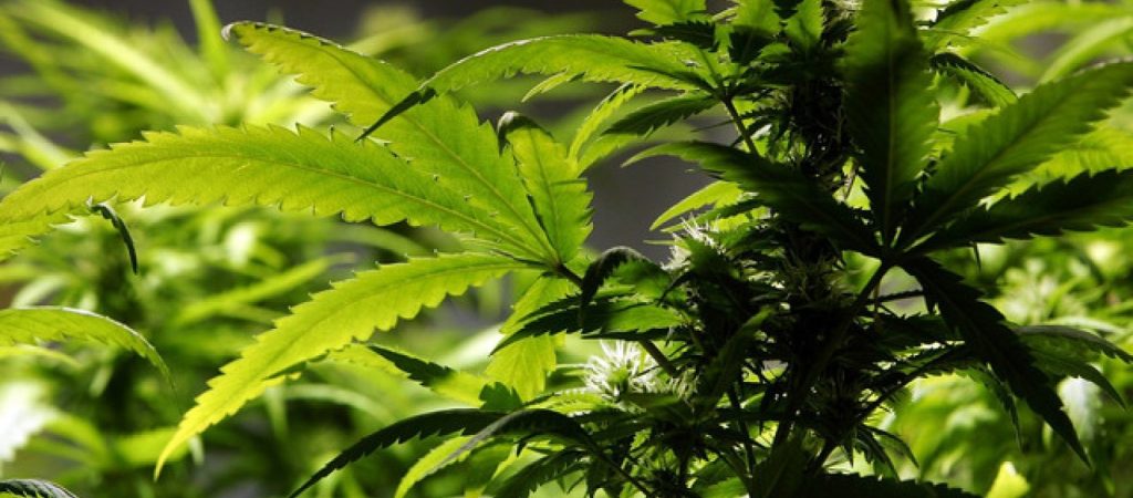 Iσραήλ: Βρέθηκε κάνναβη σε ναό ηλικίας 3.000 ετών – Την χρησιμοποιούσαν σε… τελετές