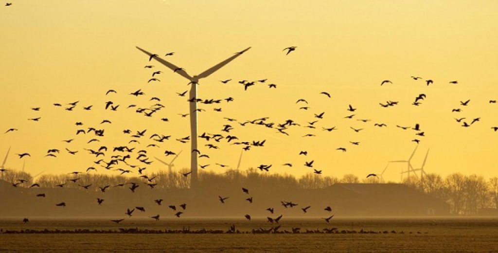 Τελικά οι ανεμογεννήτριες μπορούν να «απειλήσουν» τα πουλιά;