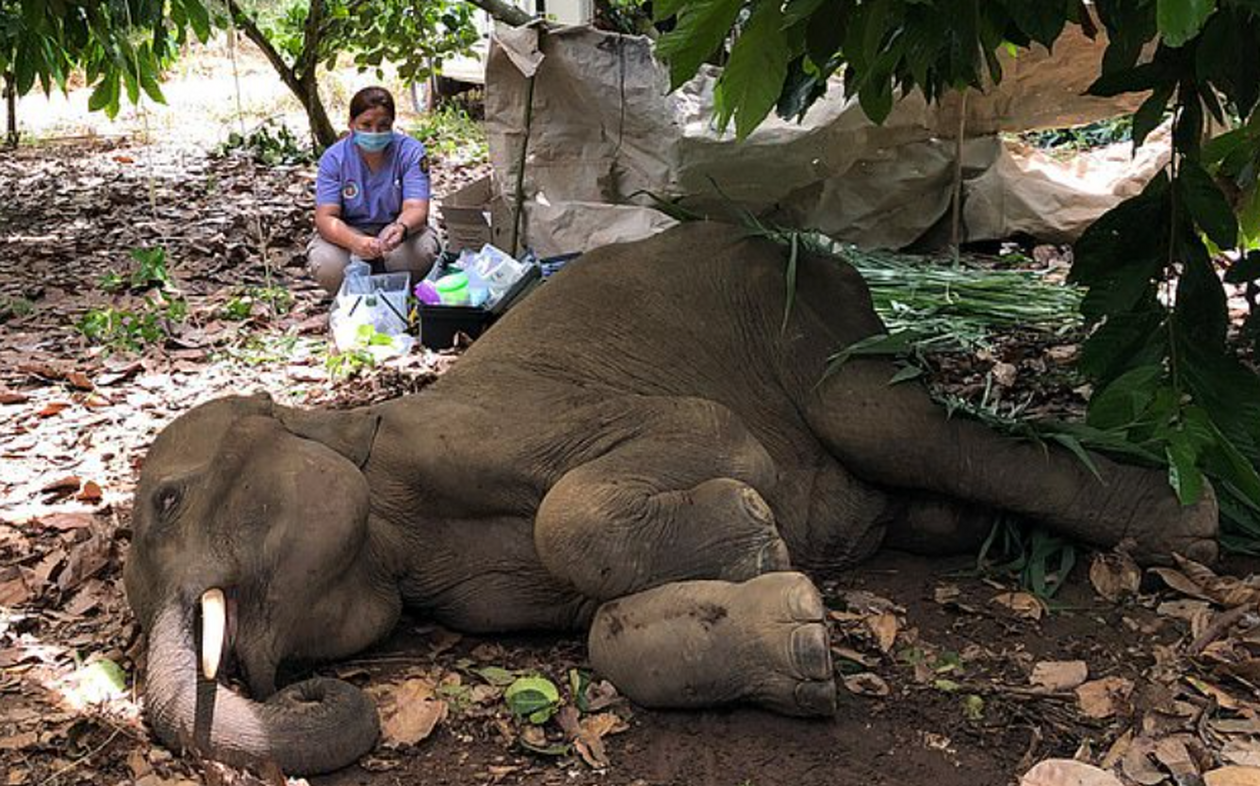 Φρικιαστικό θάνατο βρήκε έγκυος ελεφαντίνα – Της έδωσαν να φάει ανανά γεμάτο με εκρηκτικά (φώτο)