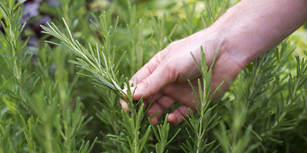 Δενδρολίβανο… Σώζει στομάχι, πονοκέφαλο, μνήμη, άσθμα και μαλλιά