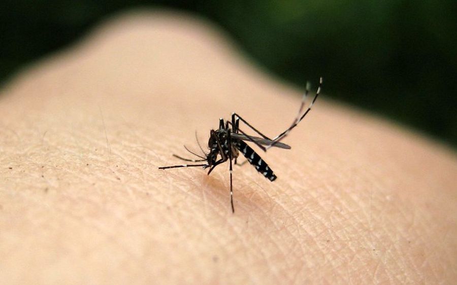 Σας τσίμπησε κουνούπι; Οι τρεις λύσεις για να γλιτώσετε τη φαγούρα