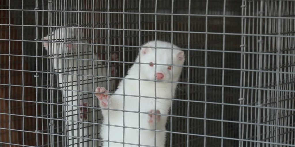 Ολλανδία: Προς «σφαγή» 10.000 βιζόν λόγω… κορωνοϊού