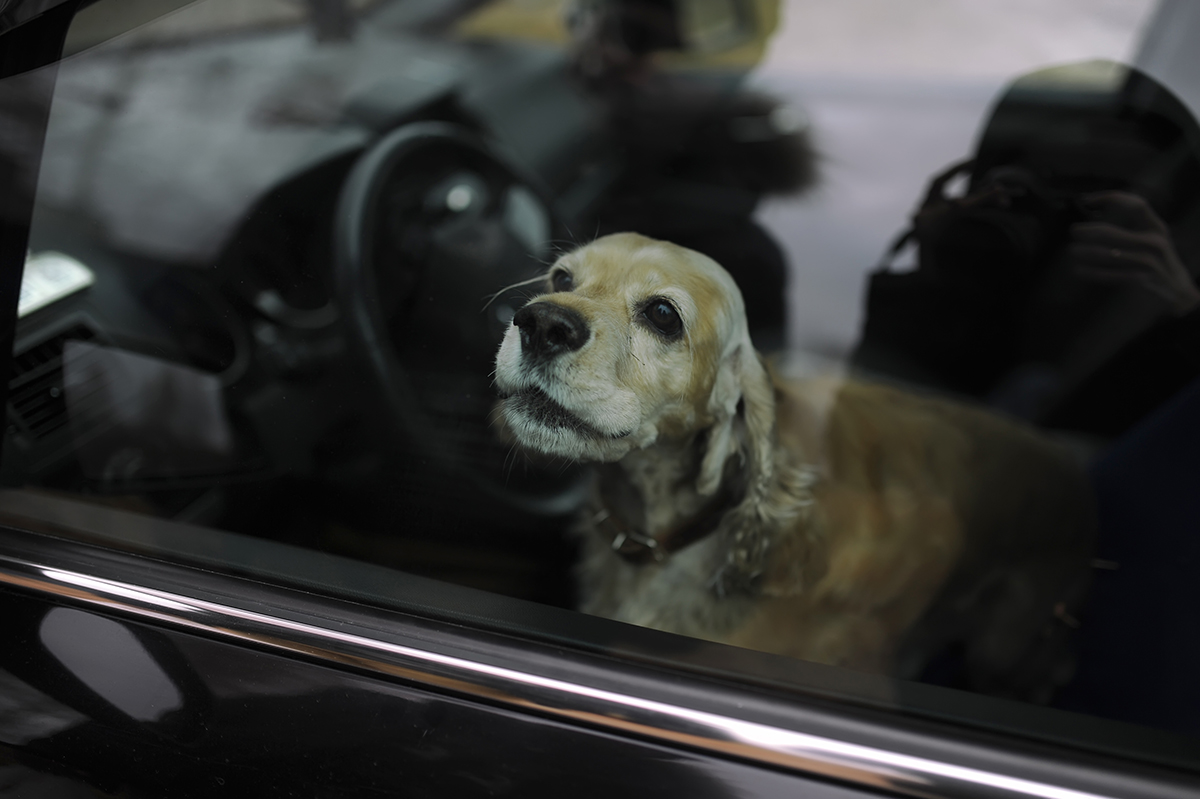 Αγγλία: Περαστικοί σπάνε αυτοκίνητο για να σώσουν σκύλο που κινδυνεύει να πεθάνει από τη ζέστη (βίντεο)