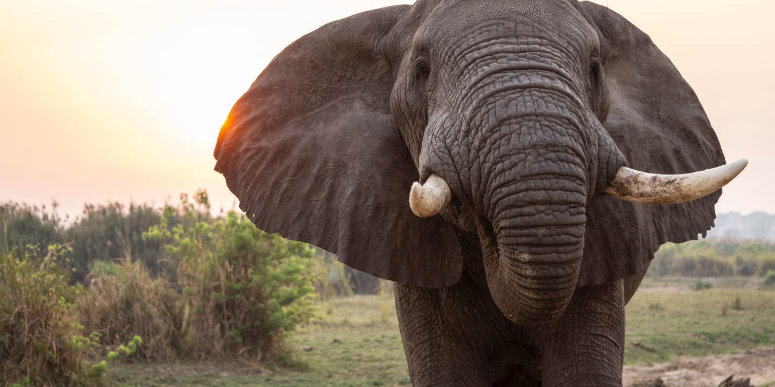 Ινδία: Χειροπέδες σε έναν άνδρα για τον θάνατο της ελεφαντίνας που έφαγε ανανά με κροτίδα – Καταζητούνται άλλοι δύο