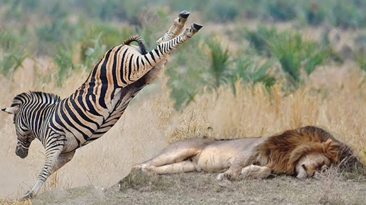 Ο «βασιλιάς» της ζούγκλας βρήκε τον «δάσκαλο» του: Μια ζέβρα του σπάει το σαγόνι με μια κλωτσιά (βίντεο)