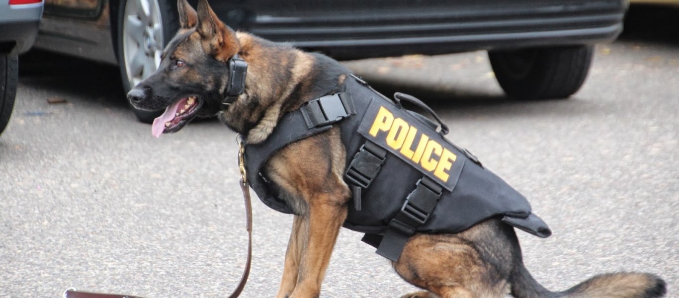 Χαλκιδική: Ο «Ακύλας» «μυρίστηκε» φυτείες οπιούχου παπαρούνας και κάνναβης