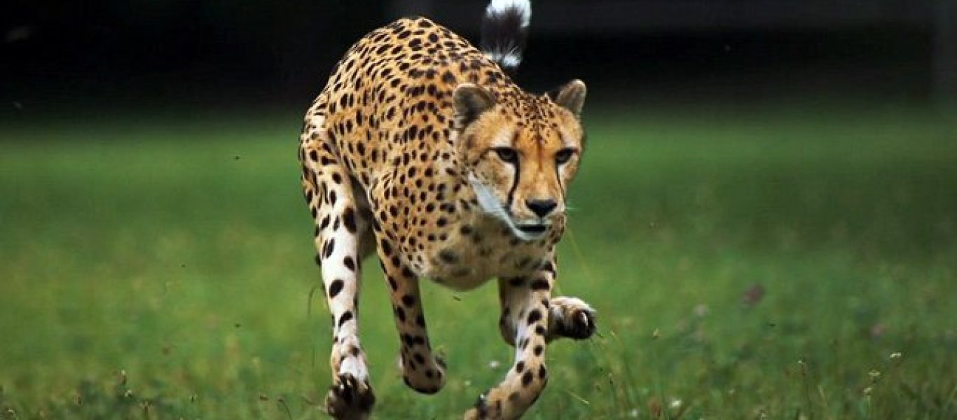 Τσιτάχ υπολόγιζαν χωρίς τις… ύαινες – Δείτε τι συνέβη όταν πήγαν να κατασπαράξουν μια αντιλόπη (βίντεο)