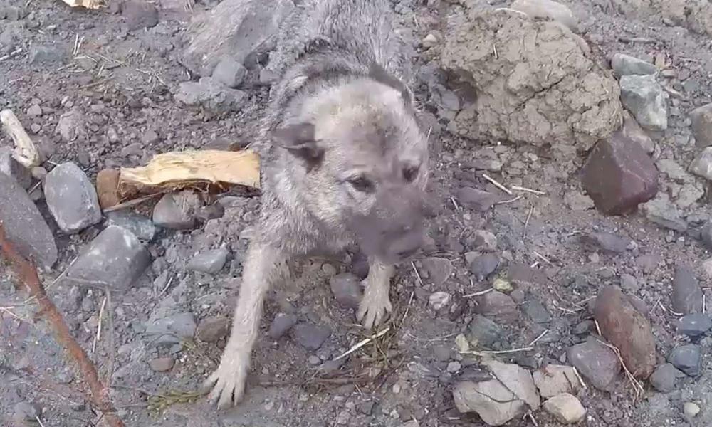 Βασιλική Αεροπορία της Νορβηγίας σώζει παγιδευμένο σκυλί με ελικόπτερο (βίντεο)