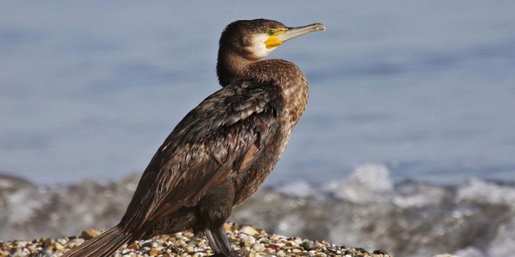 Κορμοράνος κάνει χαλαρός τις βόλτες του στην παραλία της Θεσσαλονίκης! (βίντεο)