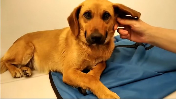 Αιγιαλεία: Σάλος για τον 85χρονο που φέρεται να ασέλγησε σε σκύλο (βίντεο)