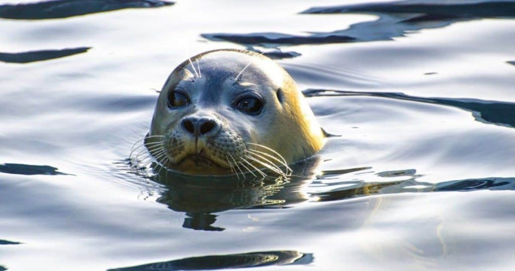Αλόννησος: Φώκια απολαμβάνει τα χάδια λουόμενου και αρχίζει τα παιχνίδια μαζί του (βίντεο)