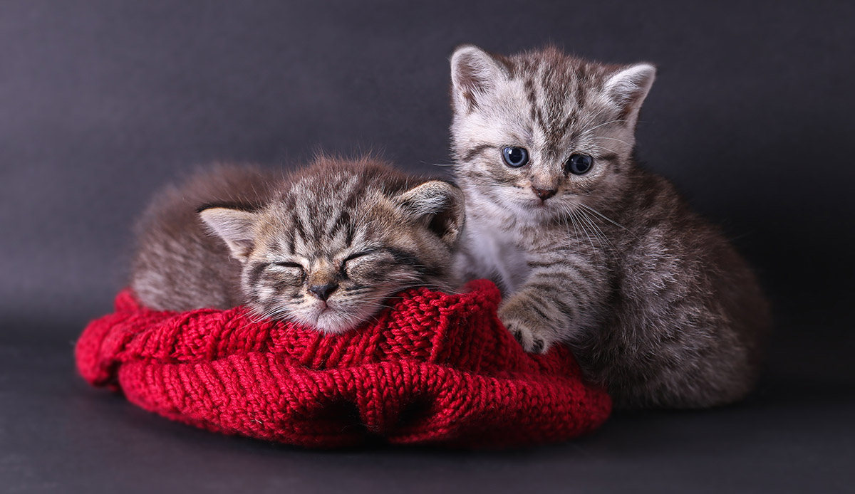 Νέα έρευνα: Οι γάτες μπορούν να κολλήσουν κορωνοϊό από τους ανθρώπους