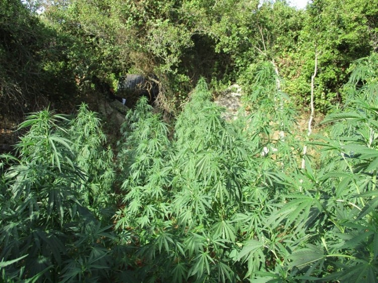Κρήτη: Εντοπίστηκε «ορφανή» χασισοφυτεία στο Ρέθυμνο