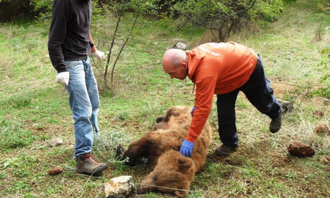 Κοζάνη: Συγκλονιστική διάσωση αρκούδας – Είχε πιαστεί σε παγίδα λαθροκυνηγών (βίντεο)