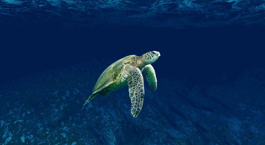 «Μαγικό» θέαμα: Drone κατέγραψε 64.000 θαλάσσιες χελώνες στον Μεγάλο Κοραλλιογενή Ύφαλο (βίντεο)