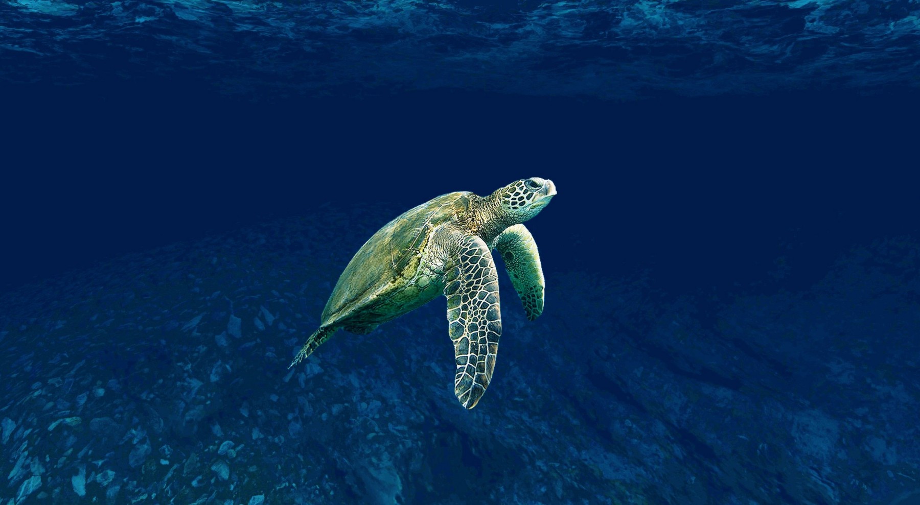 «Μαγικό» θέαμα: Drone κατέγραψε 64.000 θαλάσσιες χελώνες στον Μεγάλο Κοραλλιογενή Ύφαλο (βίντεο)