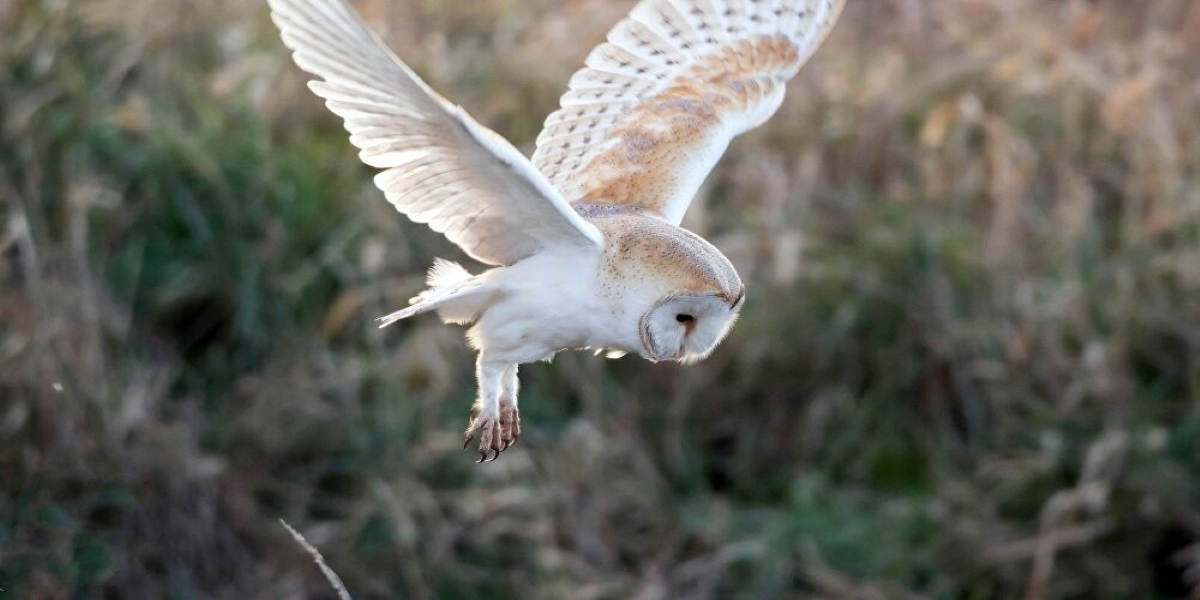 Η «σπαζοκεφαλιά» που τρέλανε το διαδίκτυο – Εσείς βλέπετε την κουκουβάγια; (φώτο)
