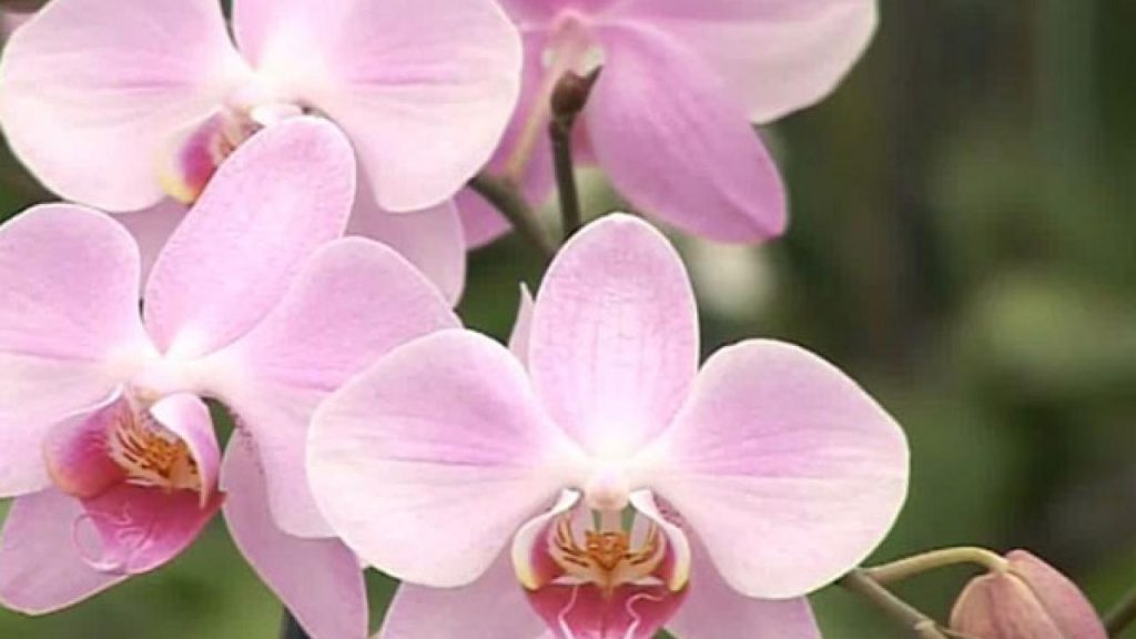 Αυτό δεν το έχετε ξαναδεί: Ορχιδέα μοιάζει με… πρόσωπο μαϊμούς (φωτο)