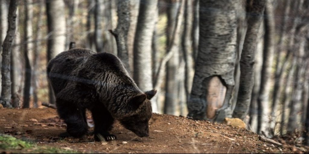 Κοζάνη: Νεαρή αρκούδα παρασύρθηκε από αμάξι στην Εγνατία Οδό