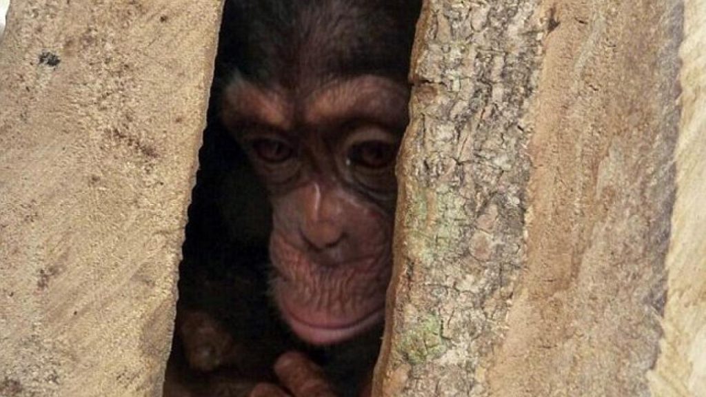 Αλβανοί κάνουν λαθρεμπόριο με άγρια ζώα – Τα πωλούν μέσω διαδικτύου (φώτο)