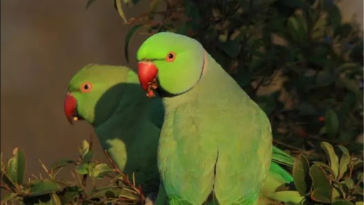 Μίλο: Ο παπαγάλος που έχει «τρελάνει» στα φιλιά την αφεντικίνα του (βίντεο)