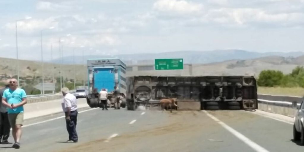 Η Εγνατία γέμισε… αγελάδες (φώτο)