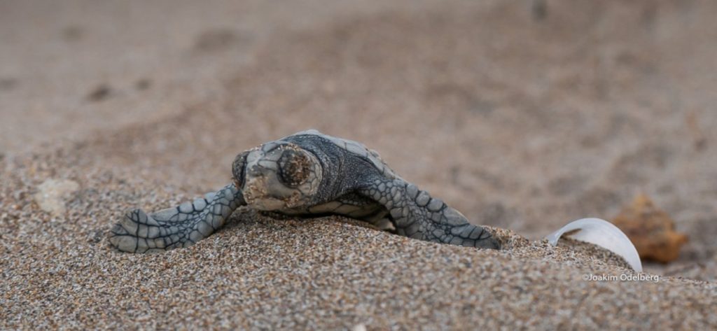 Έρευνα αποκαλύπτει πως η καρέτα-καρέτα μπορεί να κυοφορεί για πολύ παραπάνω από 30 χρόνια!