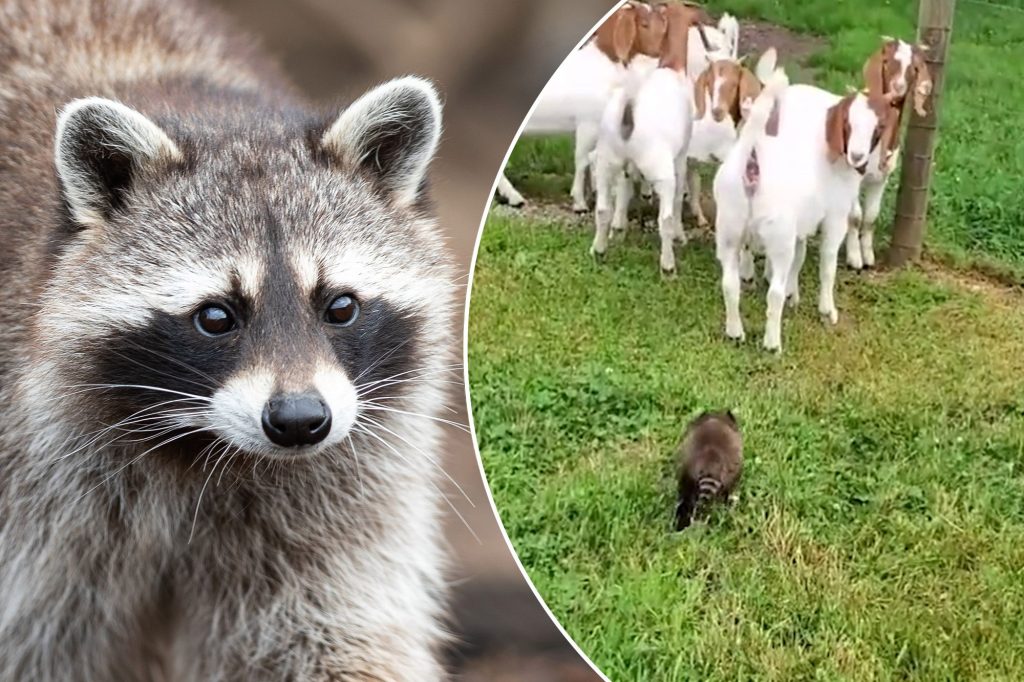 Το ρακούν που έγινε… τσοπανόσκυλο: Οδηγεί τις κατσίκες στην στάνη (βίντεο)