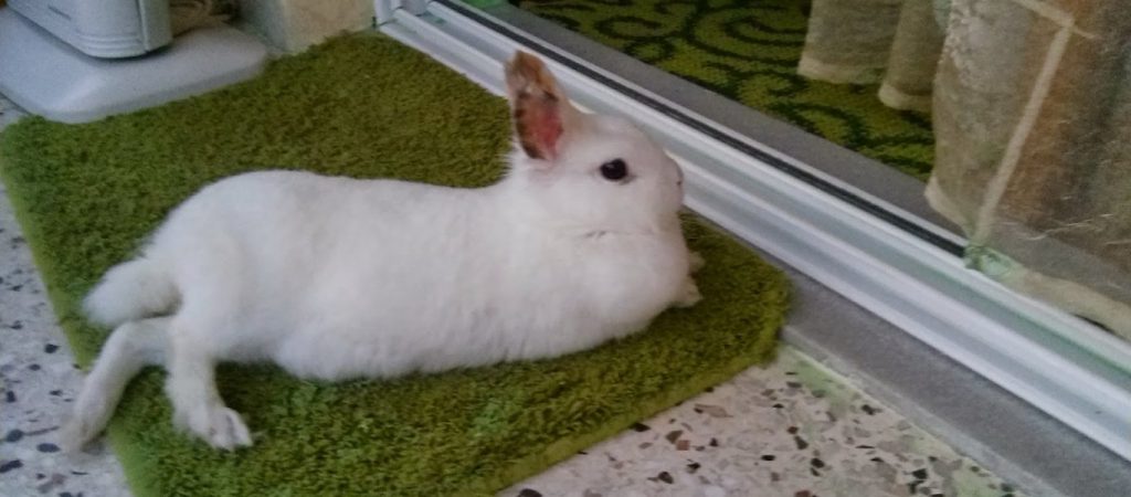 Λεό: Το κουνέλι που γεννήθηκε χωρίς αυτιά – Μοιάζει με μικροσκοπικό λιοντάρι (φώτο)